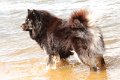 baden (3)
